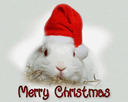 Merry_Christmas_Bunny